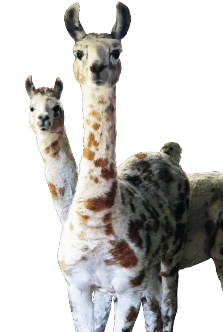 Two llamas with spotted fur standing close together against a plain background.