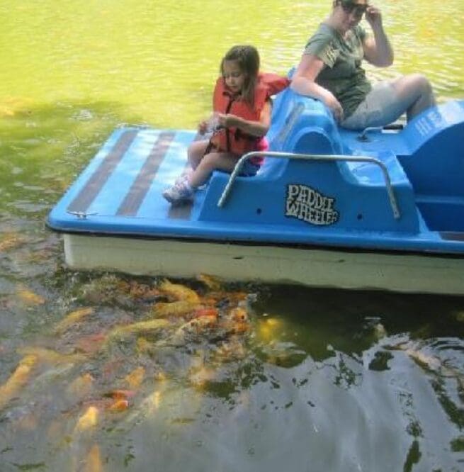 Child and adult on paddle boat feeding koi
