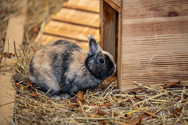 Brown and black rabbit beside wooden hutch